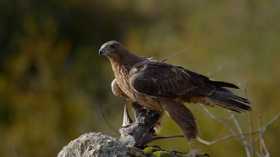 La Diputación Foral apuesta por corregir los tendidos eléctricos, principal amenaza del águila Bonelli